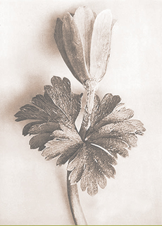 Anemone by Karl Blossfeldt