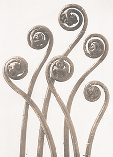 Adiantum pedatum by Karl Blossfeldt